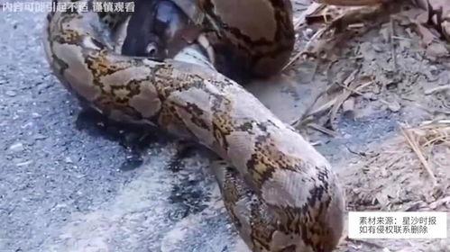 王蛇大战巨蟒在线播放,惊心动魄的丛林生死较量