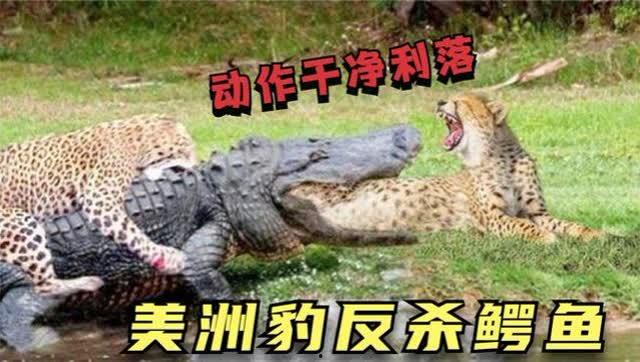 美洲豹猎杀鳄鱼视频,惊心动魄的丛林生死对决