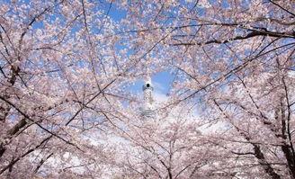 日本天空樹,未来都市的绿色奇迹