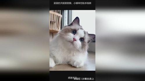 小猫小视频,小猫趣味视频集锦