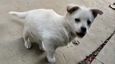 娱乐吃瓜酱小白狗,揭秘娱乐圈那些不为人知的幕后故事